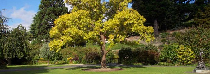 Tree thinning